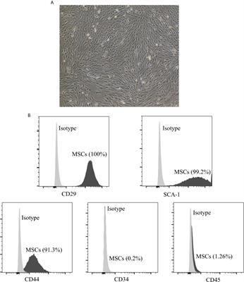 Melatonin Synergizes With Mesenchymal Stromal Cells Attenuates Chronic Allograft Vasculopathy